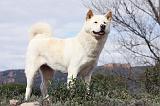 AKITA AMERICAIN 417